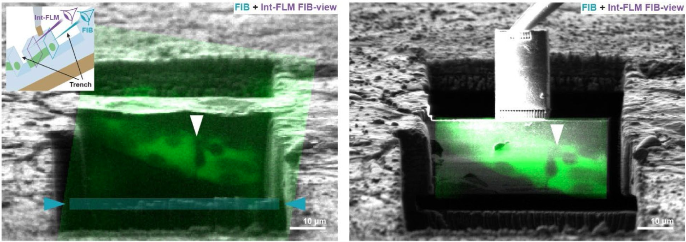 Thursday FIB view imaging