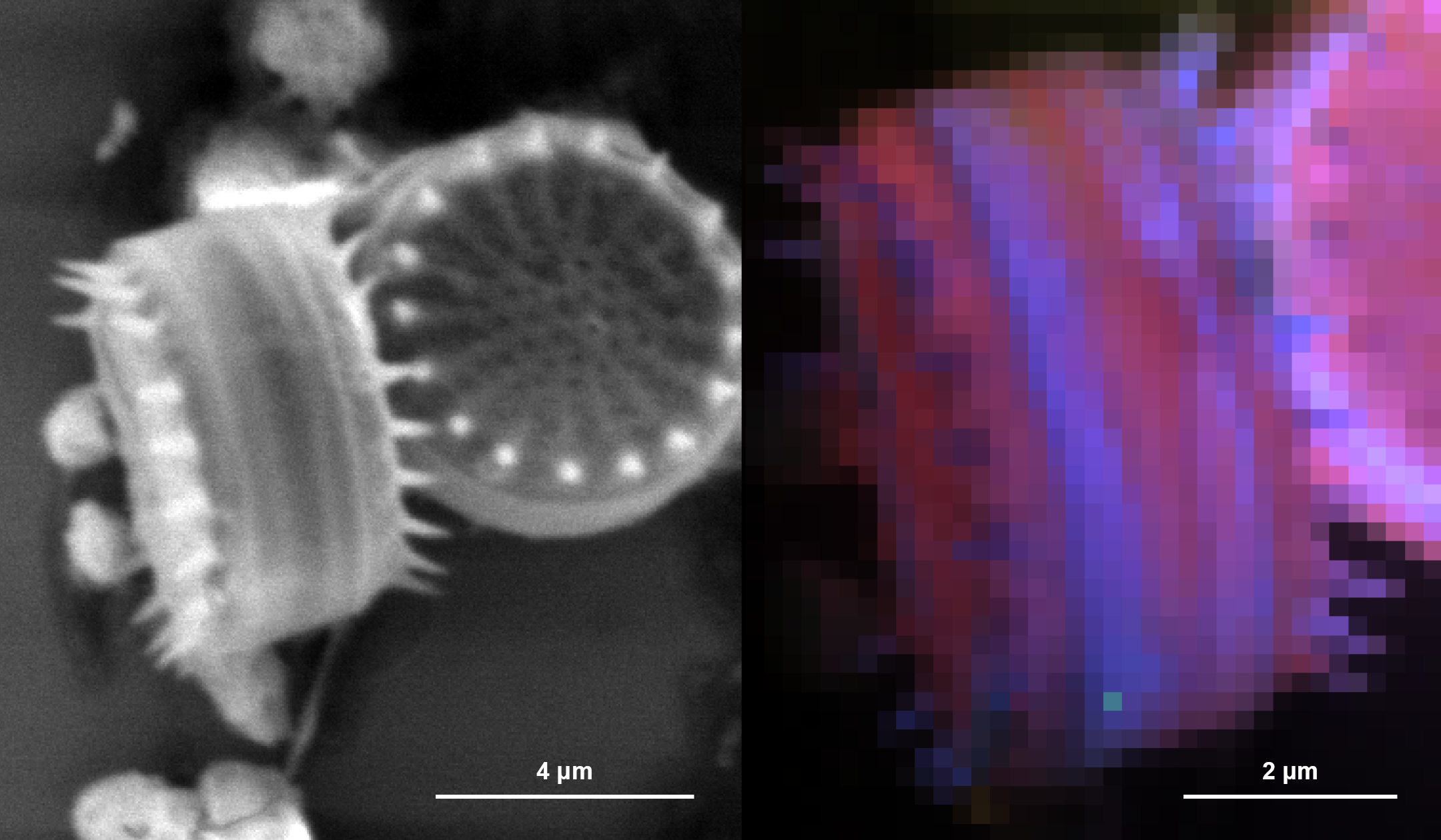 microorganisms imaged using cathodoluminescence