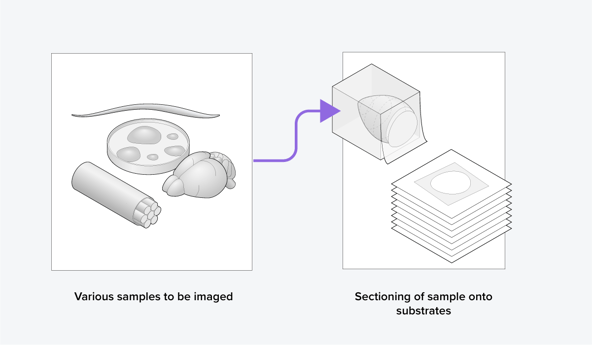 Samples that are sectioned as part of the volume electron microscopy workflow