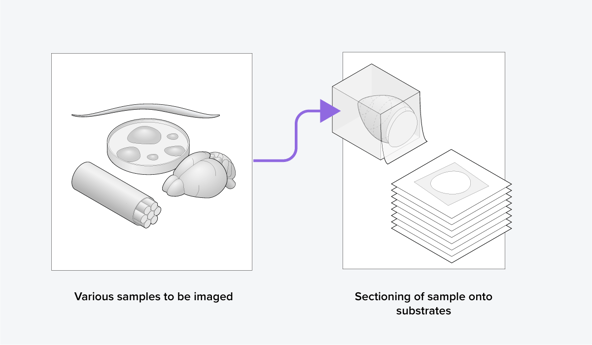  Samples that are sectioned as part of the volume electron microscopy workflow