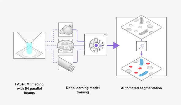 Workflow of how the FAST-EM can be used to train deep learning algorithms