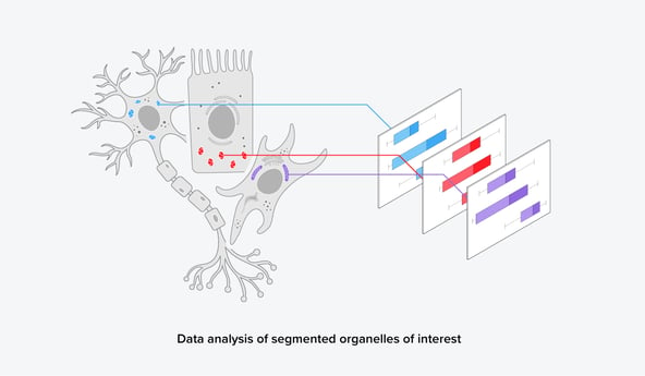 Data analysis of segmented organelles of interest