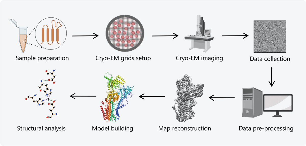 Main steps in the workflow of single particle analysis, a subtype of cryo-electron microscopy