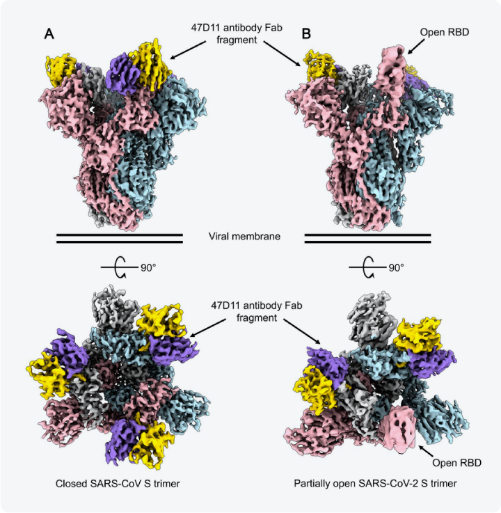 Cryo-electron microscopy reconstructions of the SARS-CoV-2 spike protein bound to 47D11 antibody Fab fragments