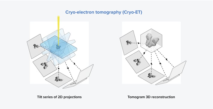 Two main steps in the cryo-ET workflow