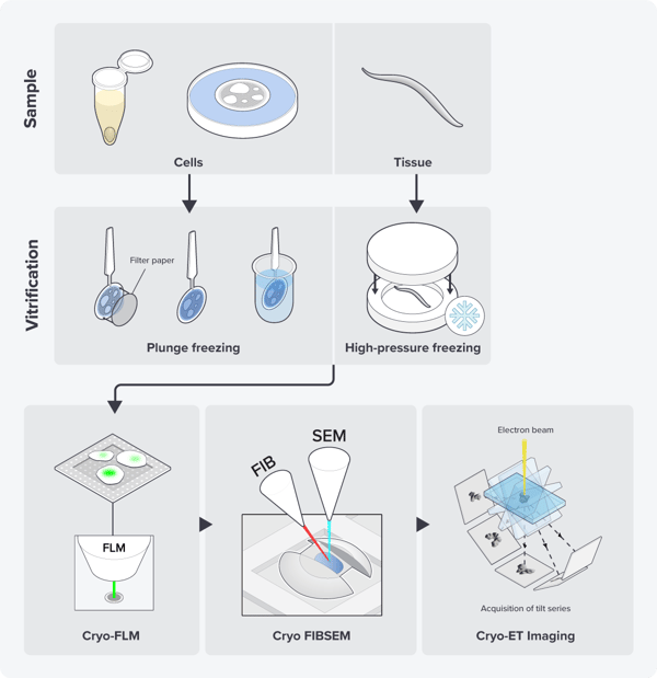 Cryo Effect What Are The Advantages Of Cryo-Correlative Light And Electron Microscopy?