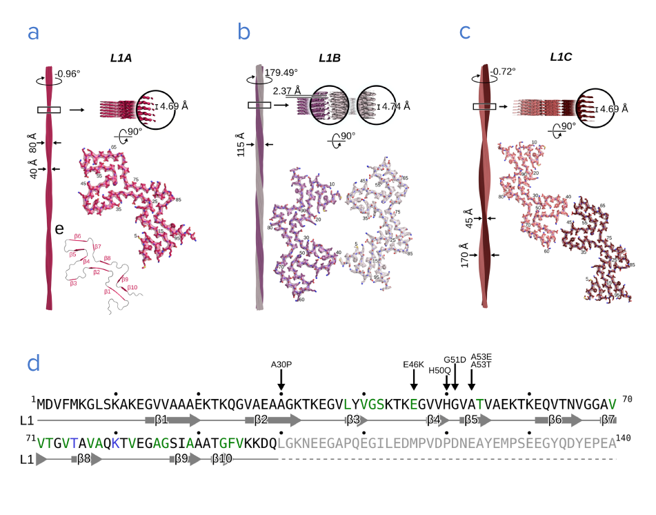 Three variants of fibril structures consisting of α-syn proteins and the sequence of the α-syn protein.