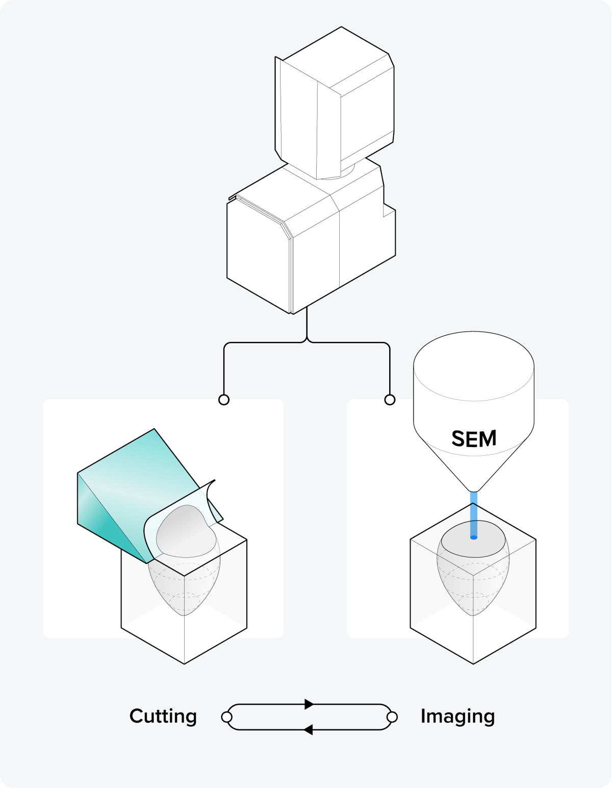 Schematic representation of the serial blockface SEM (SBF-SEM) technique