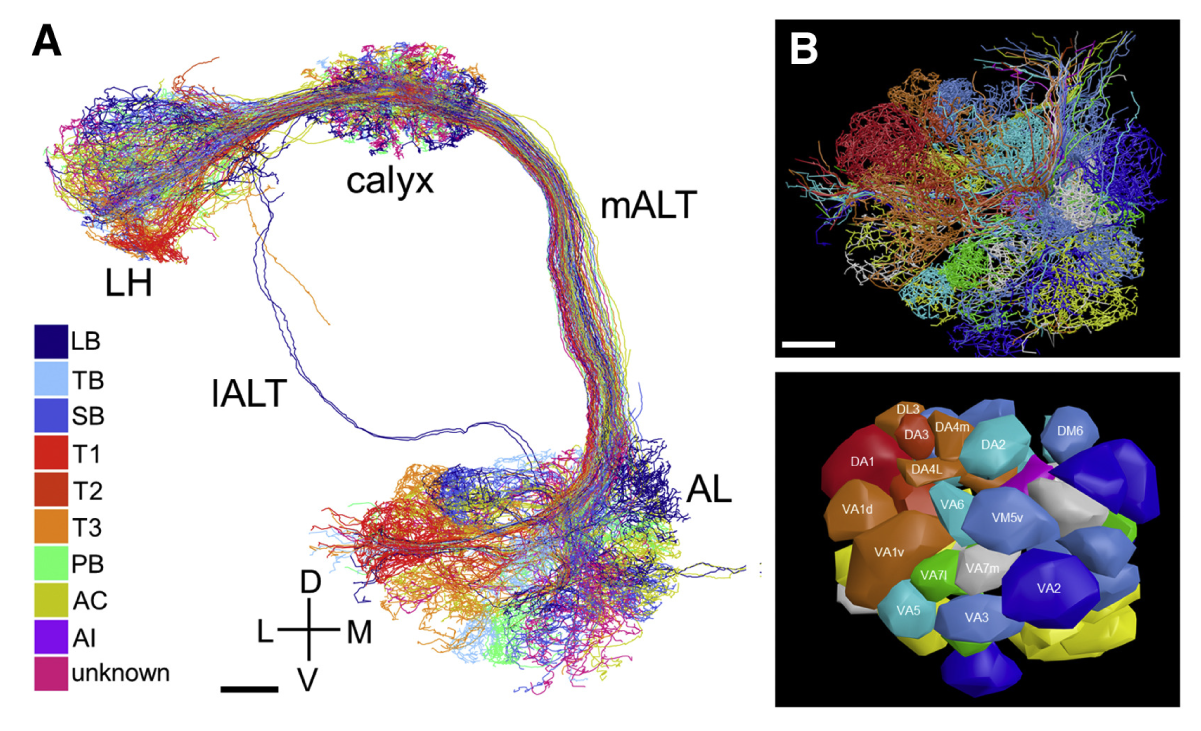 Volume-EM reconstructions of uniglomerular olfactory projection neurons in the right hemisphere of a Drosophila brain
