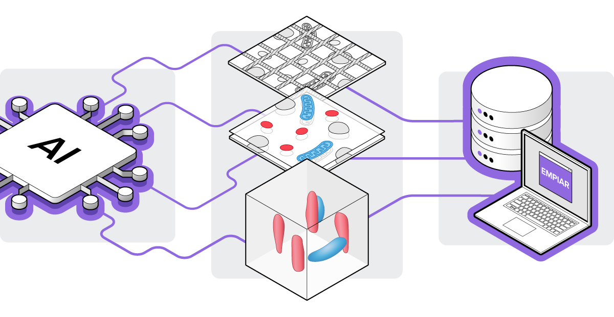 AI and ML algorithms are now being developed that can automate image processes such as alignment and sectioning in vEM datasets, which are collected in the EMPIAR public database.