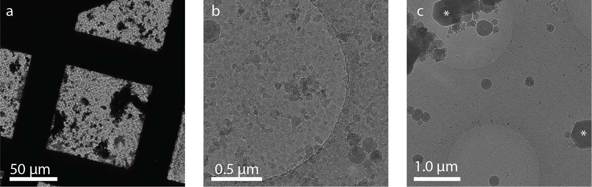 Examples of ice contamination on cryo-EM grids