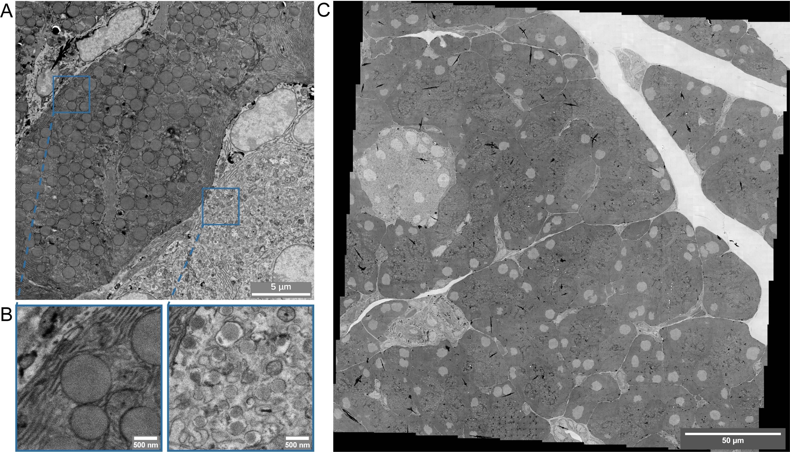 Figure2_Cell_Field_Megafield_elmi