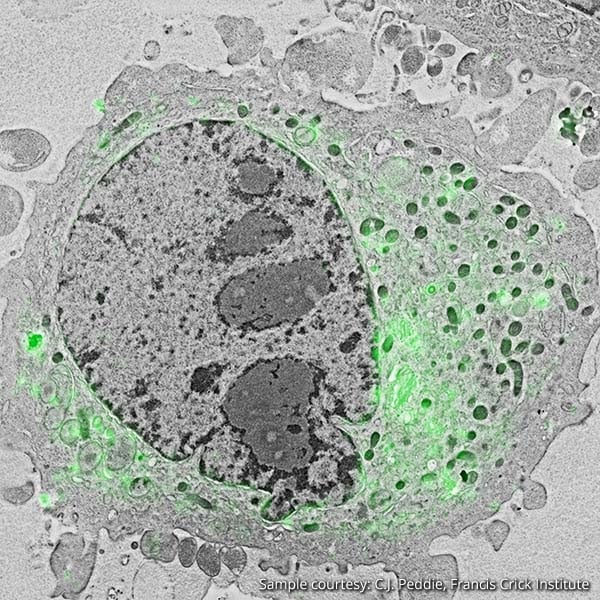 Hela Cell expressing GFP-C1