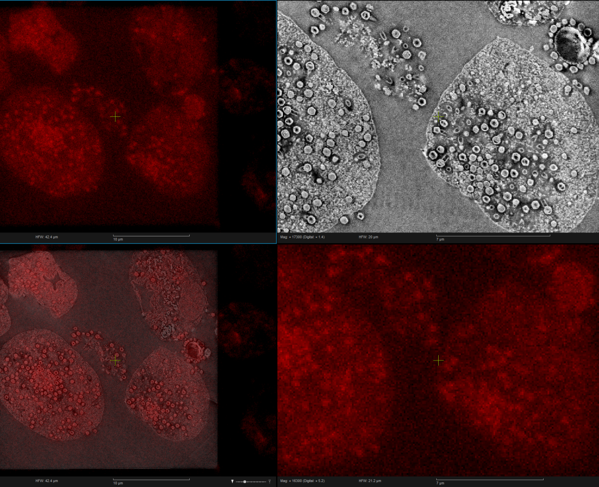 News | DELMIC | Correlative Light And Electron Microscopy